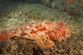 The red scorpionfish Scorpaena scrofa Royalty Free Stock Photo